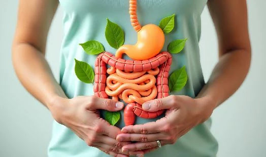 Modèle illustratif du système digestif pour expliquer Le Syndrome de l’intestin irritable et ses effets
