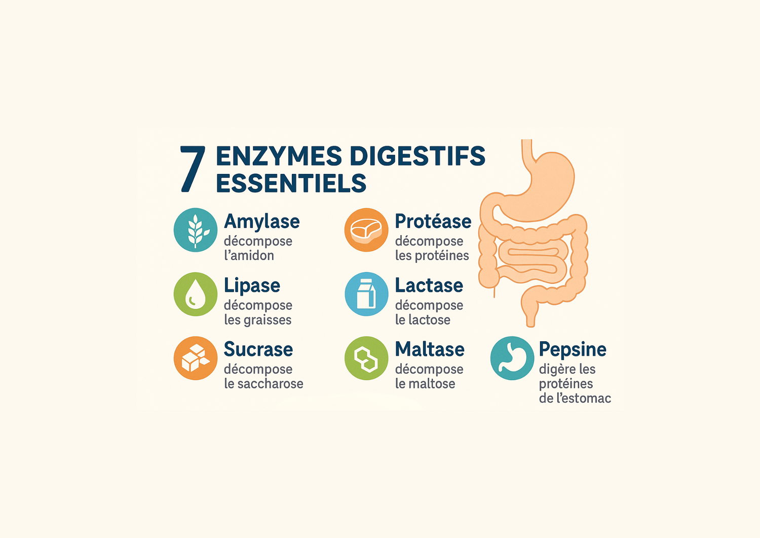 Infographie sur les 7 enzymes essentielles à la digestion et leur rôle dans la santé intestinale