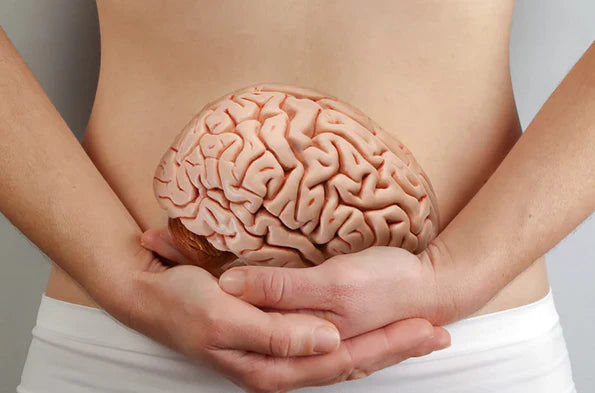 Modèle illustratif du ventre avec un cerveau, symbolisant le lien entre le SIBO et l’IMO