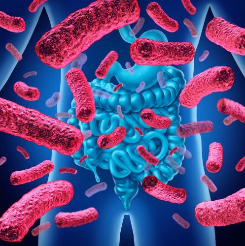 9 souches probiotiques : lesquelles privilégier pour le microbiote et la digestion illustrées par des bactéries dans l'intestin.