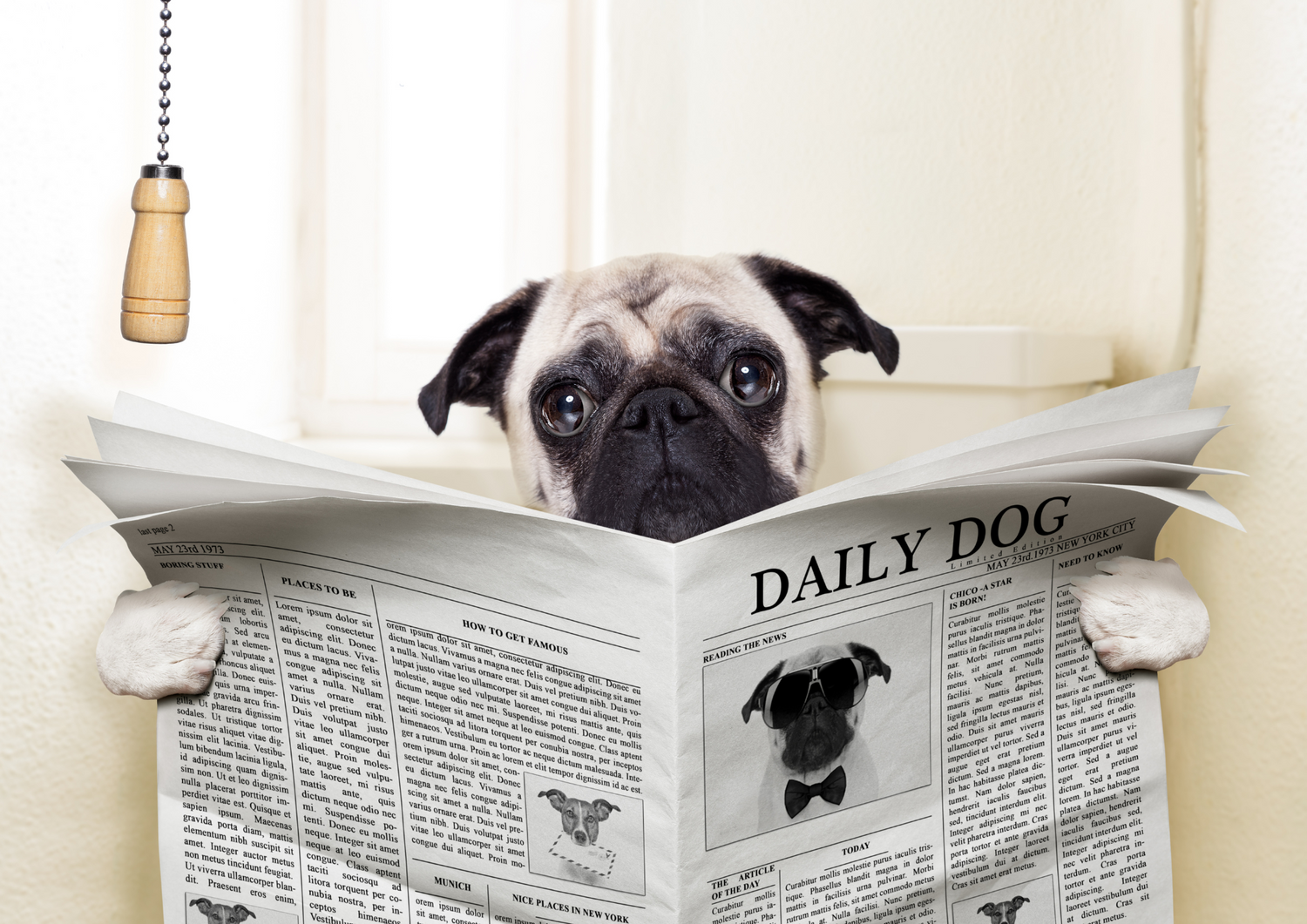 Un chien qui lit le journal sur les toilettes, représentant les toilettes comme un enjeu sanitaire, social et écologique