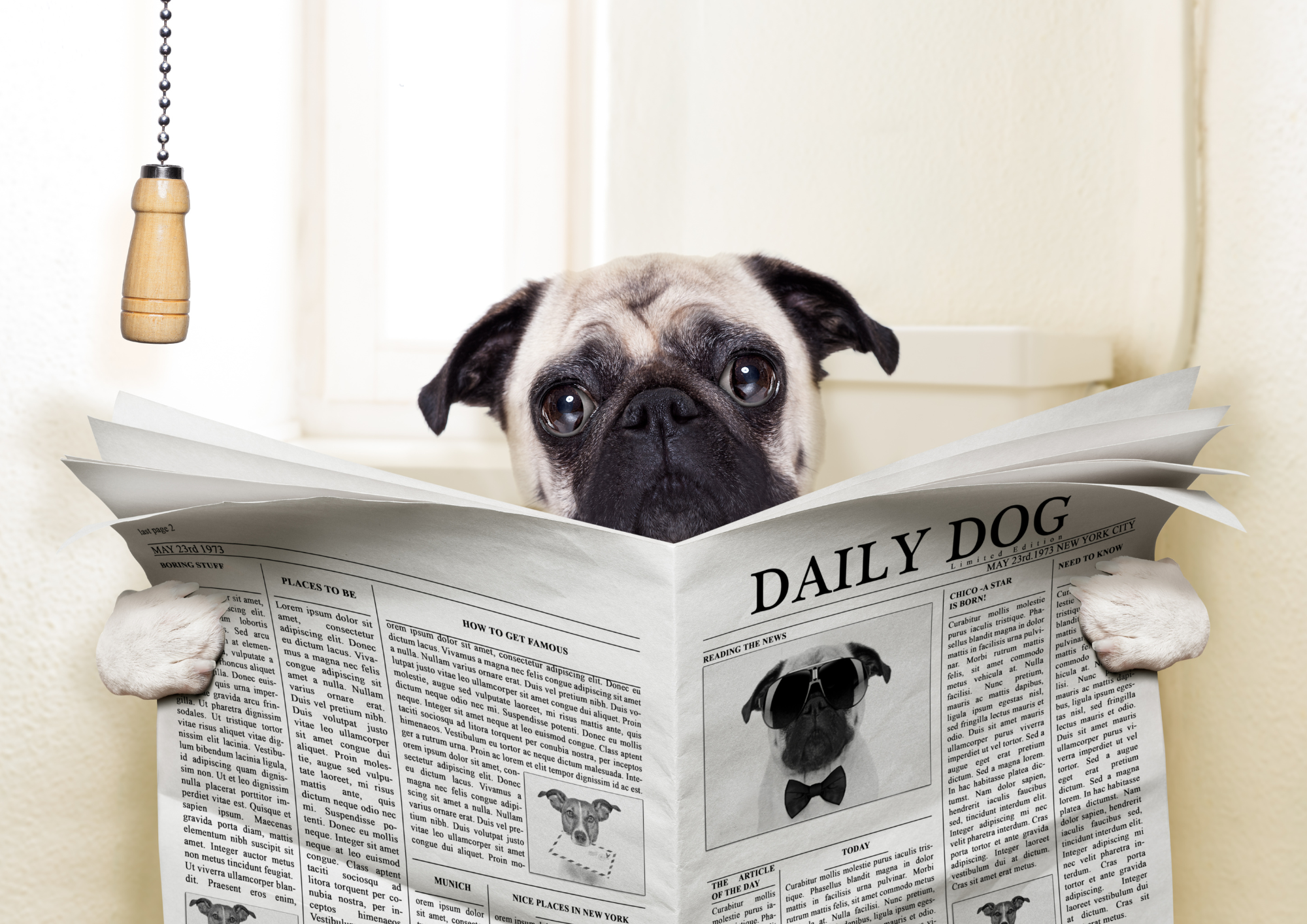 Un chien qui lit le journal sur les toilettes, représentant les toilettes comme un enjeu sanitaire, social et écologique