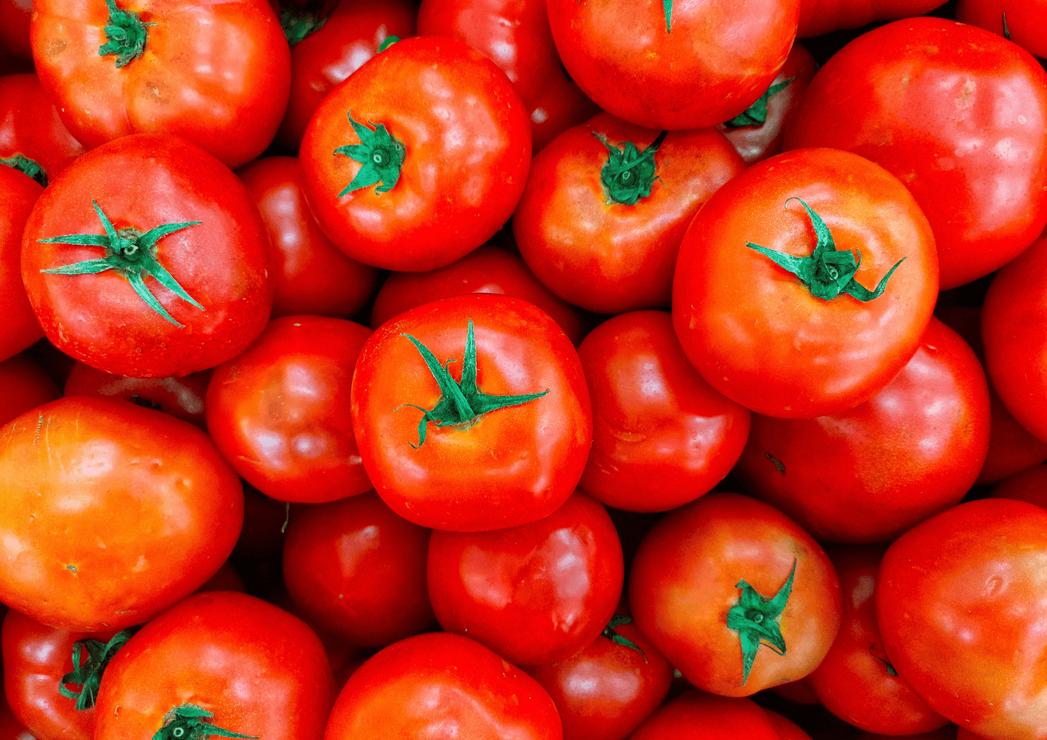 Tomate et intestins sensibles : est-elle mauvaise pour la digestion ? - Ginette et Josiane